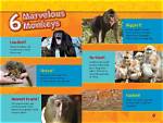 Pleasure or Survival? Fact-Checking Why Monkeys Really Masturbate in the Wild