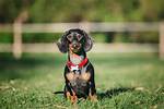 Ranked Among the Longest-Living Breeds: Dachshund Life Expectancy Breakdown