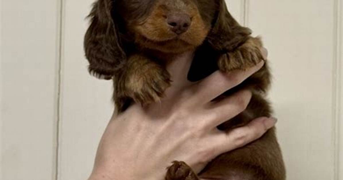 The 2026 Dachshund Boom: How Miniature Long Hairs Captured Pop Culture