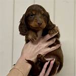 The 2026 Dachshund Boom: How Miniature Long Hairs Captured Pop Culture