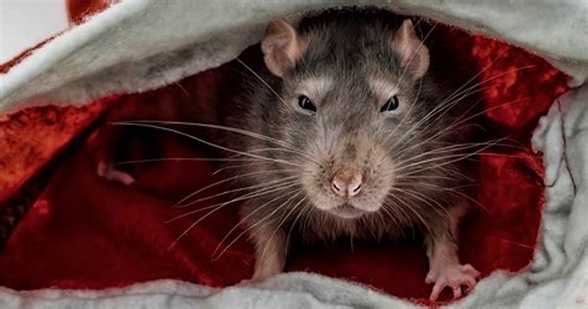 The Absurd Truth Behind the Rat Eating Cheese Meme Taking over Feeds