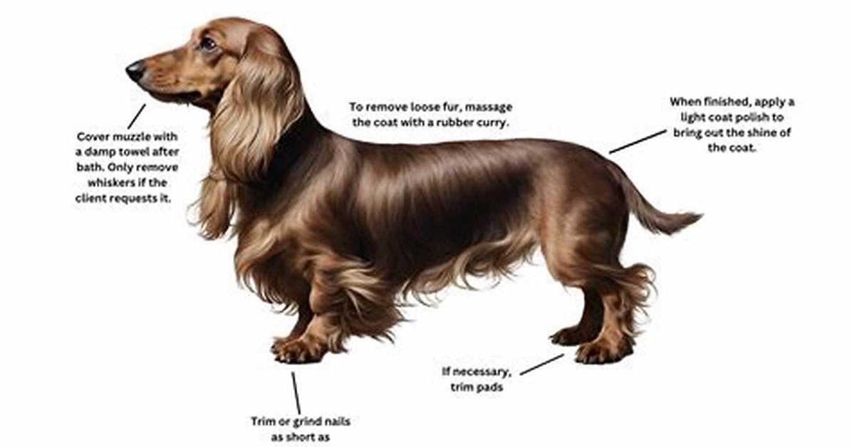 The Complete Long-Haired Dachshund Grooming Guide: How to Control Shedding for Good