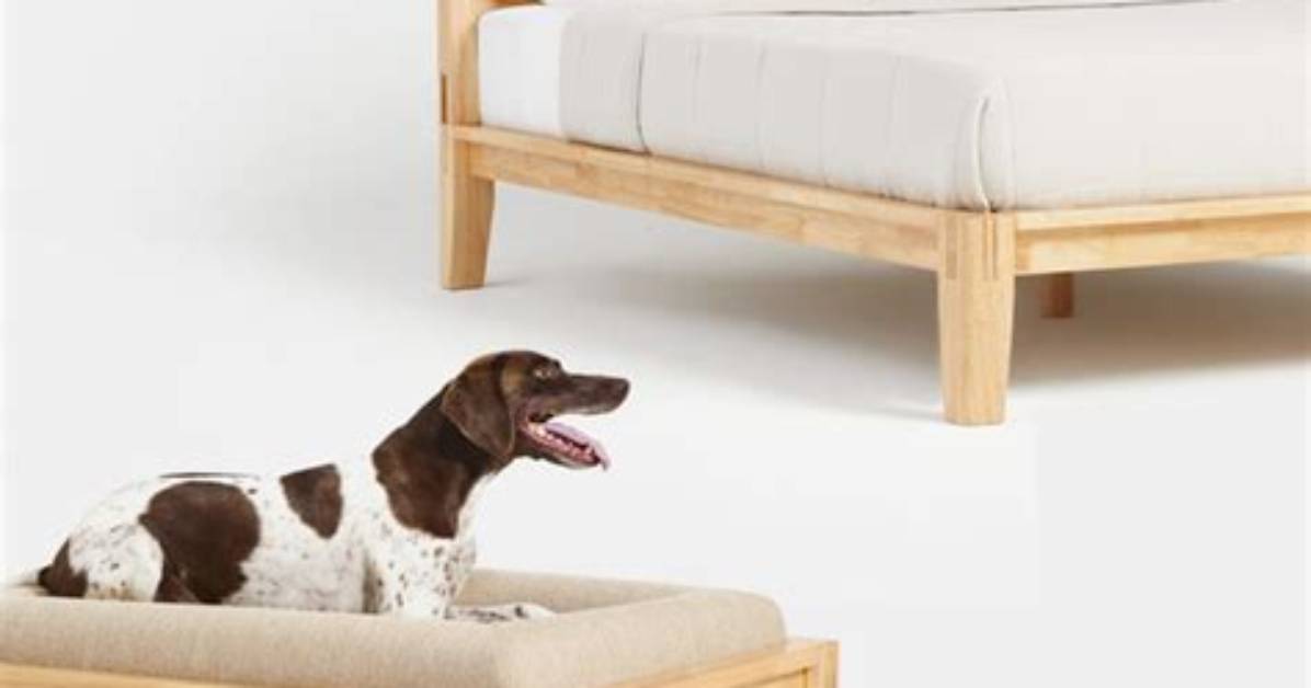 The Complete Thuma Classic Dog Bed Sizing, Care, and Buyer's Guide