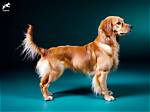 The 'Pocket Golden Retriever' Craze: the Truth Behind Long Hair English Cream Dachshunds