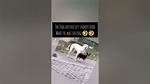 The Rise of the 'Lil Ass Dog' Trend: How a Niche Clip Became a Mainstream Internet Phenomenon