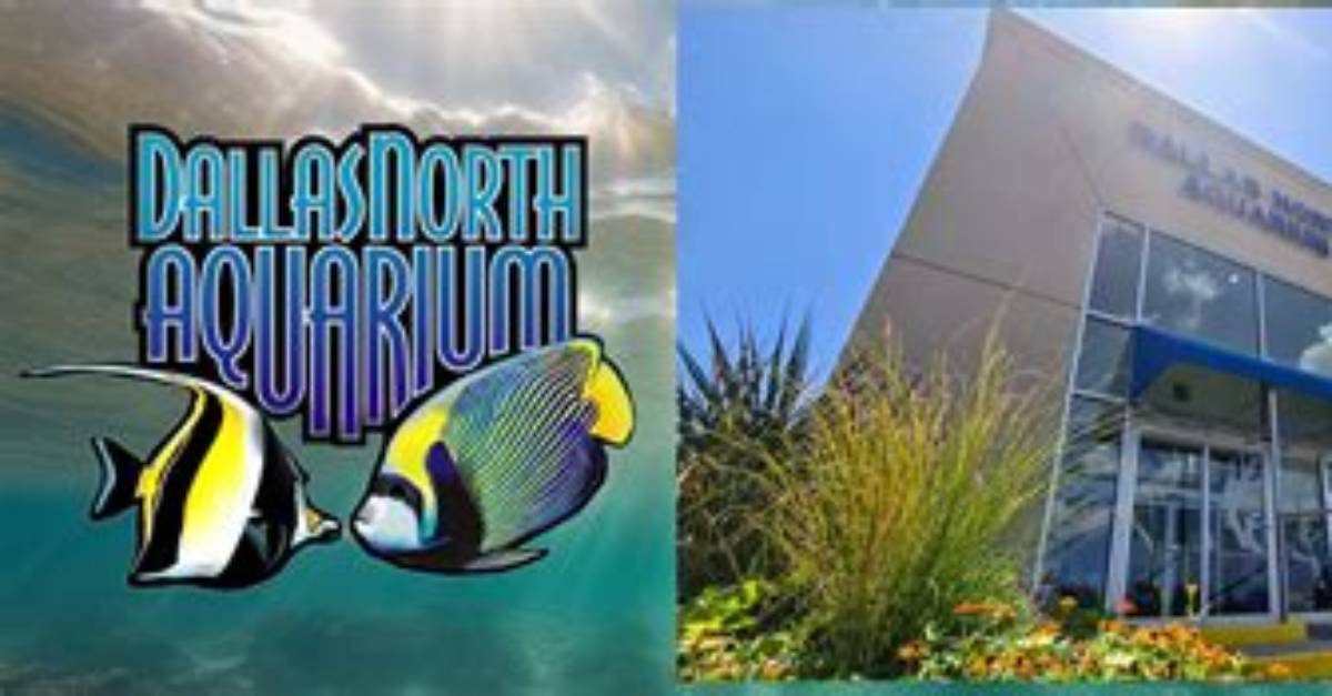 The Ultimate Dallas North Aquarium Visitor Guide: Hours, Rare Fish Collections, and Pro Tips