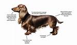 The Ultimate Long-Haired Dachshund Grooming Playbook: Step-by-Step at-Home Coat Care