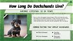 The Ultimate Long Haired Dachshund Lifespan Guide: Health Risks, Care Tips, and Golden Year's