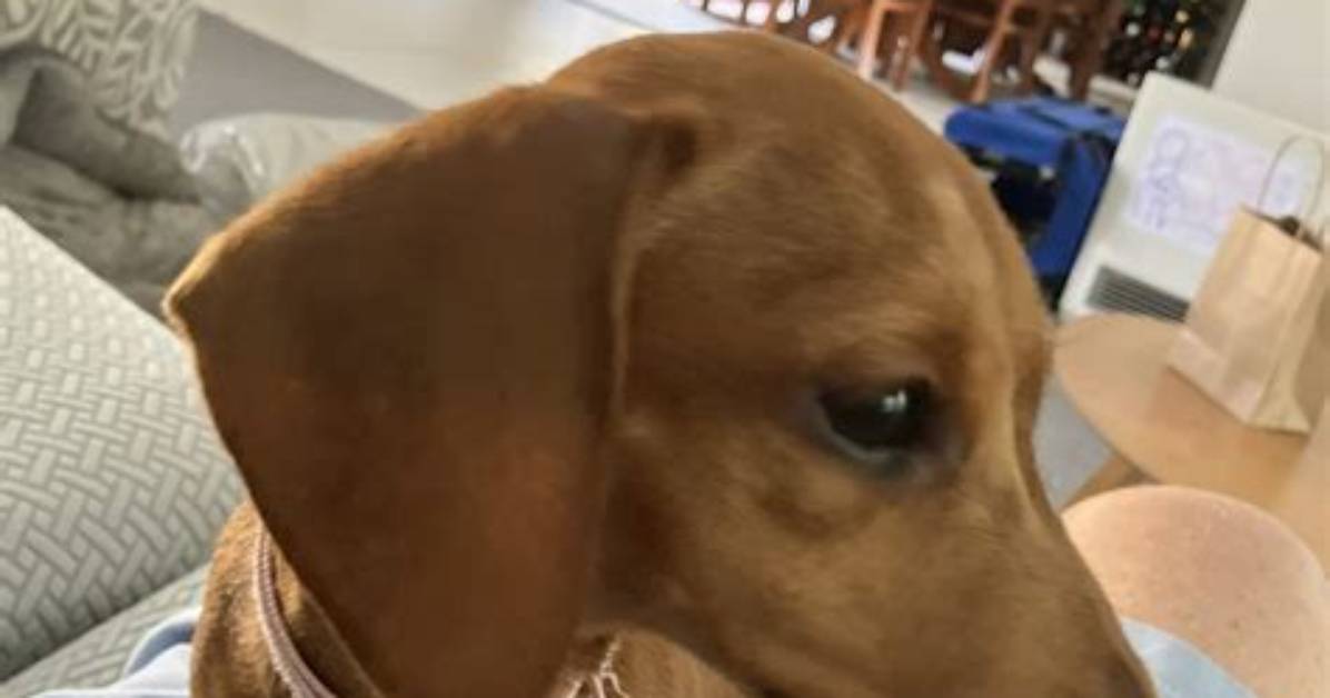 Thinking of Getting a Dachshund? 10 Similar Breeds Ranked for Pet Owners in 2026