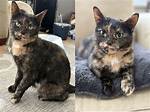 Tortoiseshell Cat Market Trends 2026: Adoption Surges and Viral Breeder Pricing
