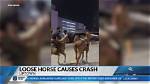 Uptown Charlotte Loose Horse Crash: Complete Timeline of the Viral Incident