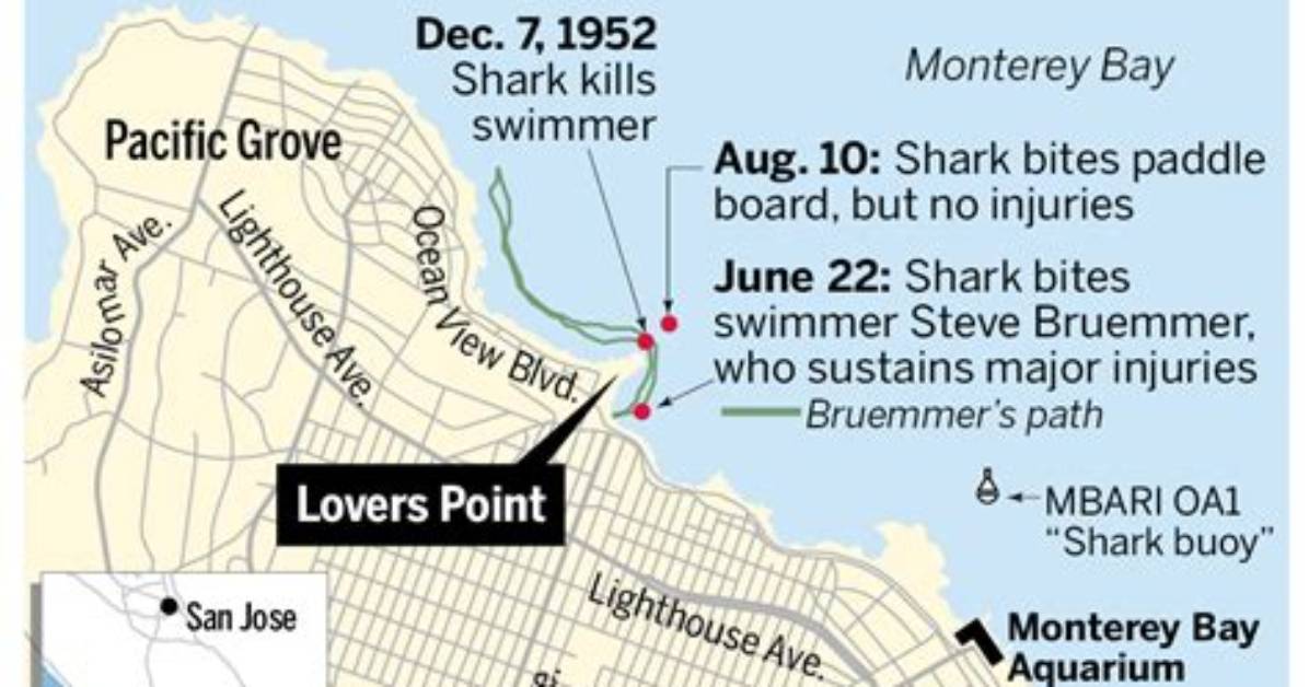 Visiting Lovers Point Beach: Current Closures, Shark Alerts, and Swimming Rules