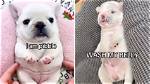 What Does 'I Am Pibble Wash My Belly' Mean? Complete Lyrics, Origin, and Trend Guide