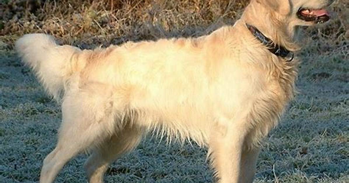 What Really Happened When This Golden Retriever's River Floaty Drifted Away