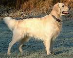 What Really Happened When This Golden Retriever's River Floaty Drifted Away