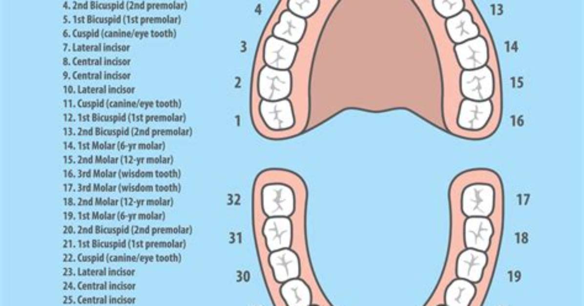 What Those Numbers Mean at the Dentist: Why Your Mouth Is Mapped 1 to 32