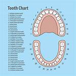 What Those Numbers Mean at the Dentist: Why Your Mouth Is Mapped 1 to 32
