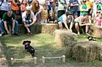Why Are Dachshund Races Everywhere This Fall? the Trend Explained