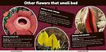 Why Does the 'Flower of Death' Smell Like Rotting Flesh? Inside the Viral Phenomenon