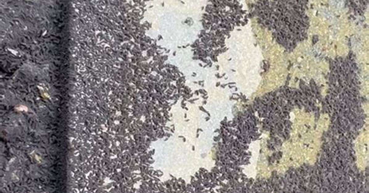 Why Swarms of Tiny Black Bugs Are Suddenly Invading Homes This Season