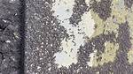 Why Swarms of Tiny Black Bugs Are Suddenly Invading Homes This Season