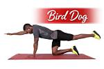 Why the Bird Dog Exercise Is Dominating 2026 Core Training Trends