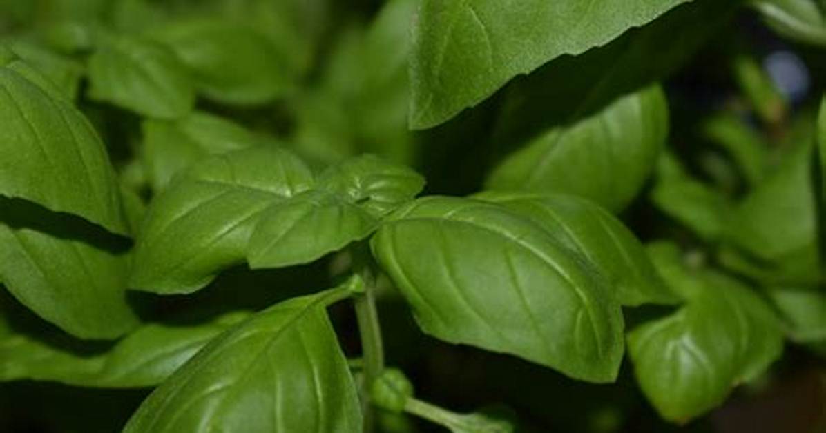 Why Translating 'Albahaca' as Just 'Basil' Could Ruin Your Recipe or Remedy