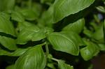 Why Translating 'Albahaca' as Just 'Basil' Could Ruin Your Recipe or Remedy